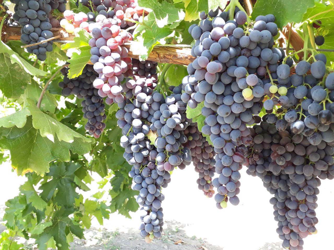 هزینه احداث باغ انگور
