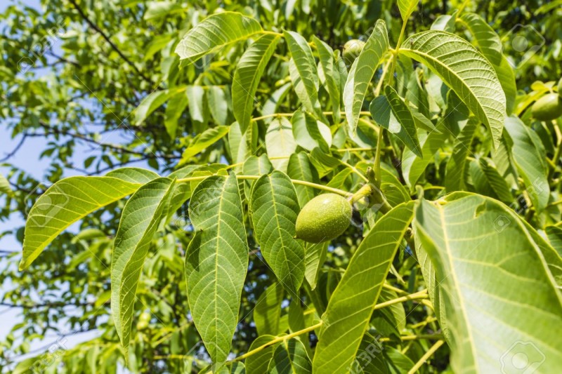 d12e6b64a1774242b16e96be07b6bd93