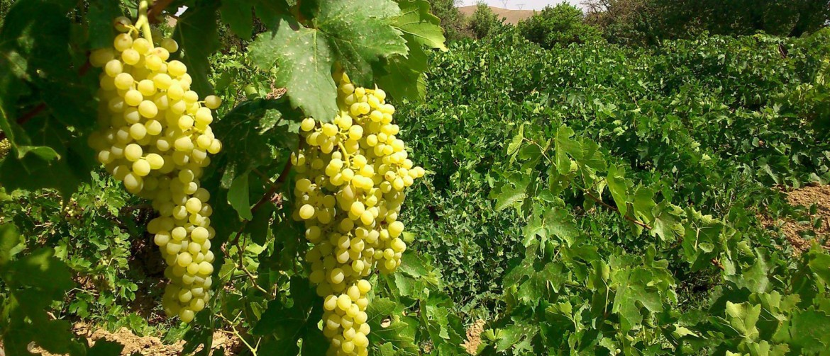 احداث باغ انگور