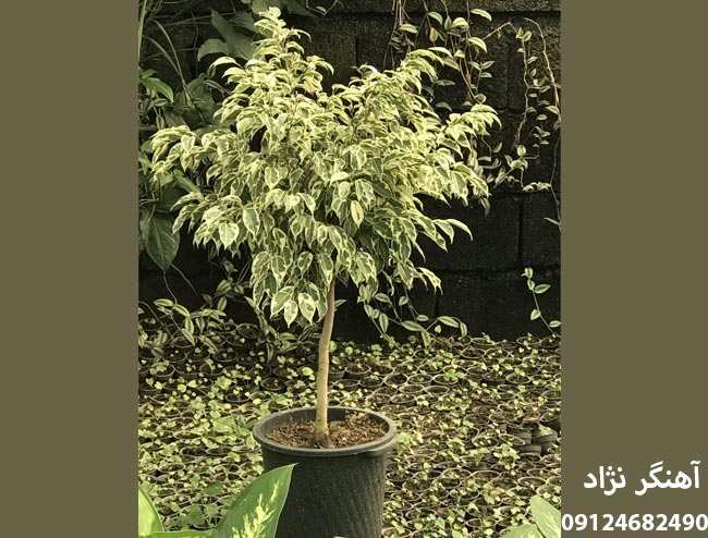 6daea2c2088f4964ad6ffeda06405d90