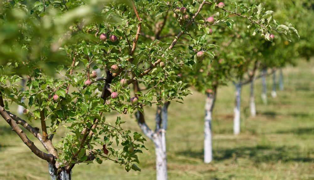 احداث باغ میوه