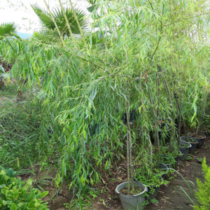 نهال بید مجنون