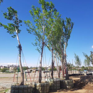 خرید نهال تبریزی