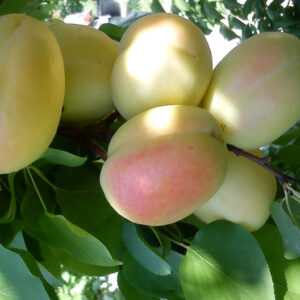 نهال زردآلو