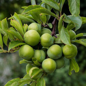 نهال گوجه سبز